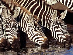 Zebras at the Waterhole, Kenya